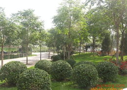 苗娛飲品飲品加盟連鎖火爆招商中 全球加盟網jiameng.com